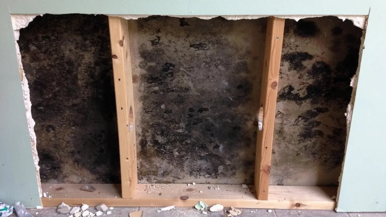 A section of drywall cut away from a painted wall, exposing mould growth across the cavity between the wooden studs